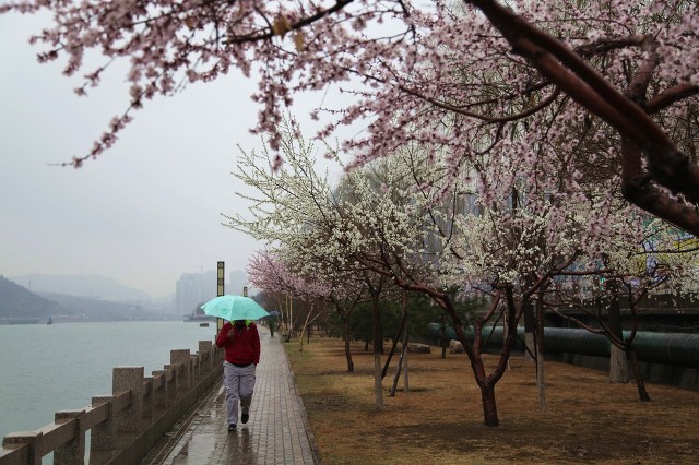 东栏梨花原文是什么（东栏梨花这首诗的赏析）