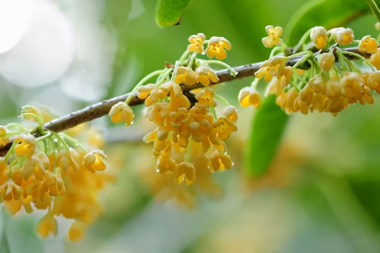 桂花香的诗句经典名句（桂花香的句子唯美短句）