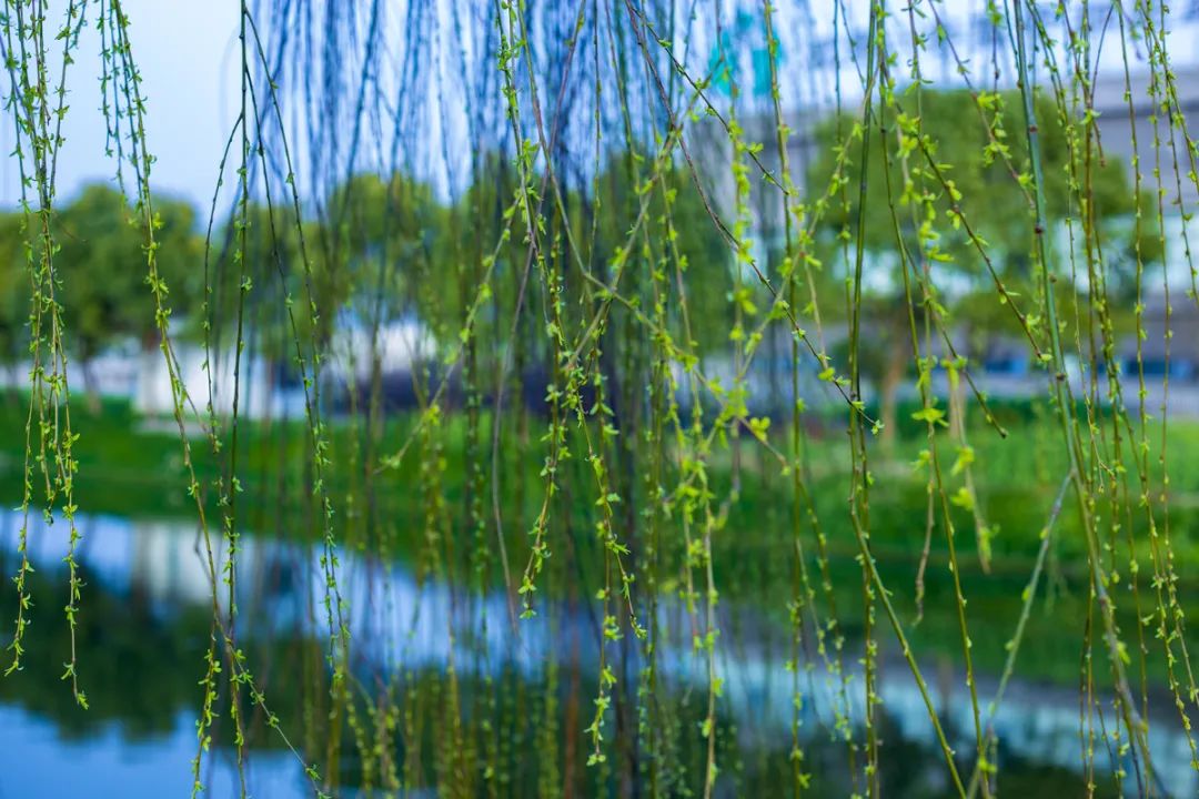 关于柳树的诗句古诗（赞美柳树的优美句子）