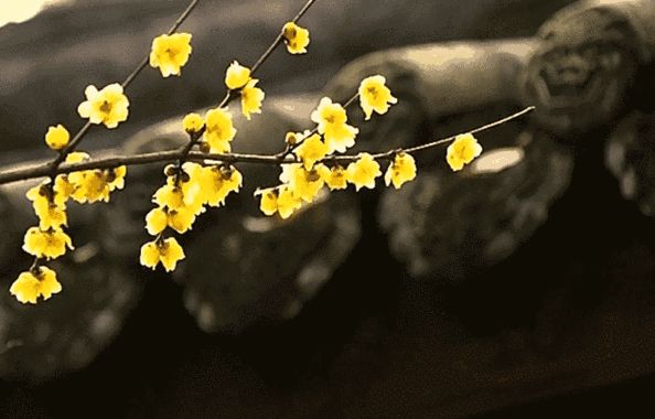 写腊梅的诗句大全（描写腊梅的优美的诗）