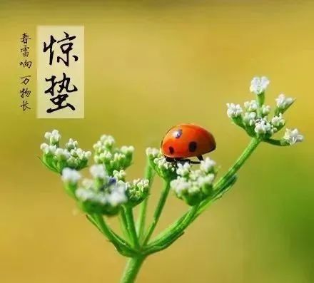 春天的祝福语简短（祝福春天的优美语句）
