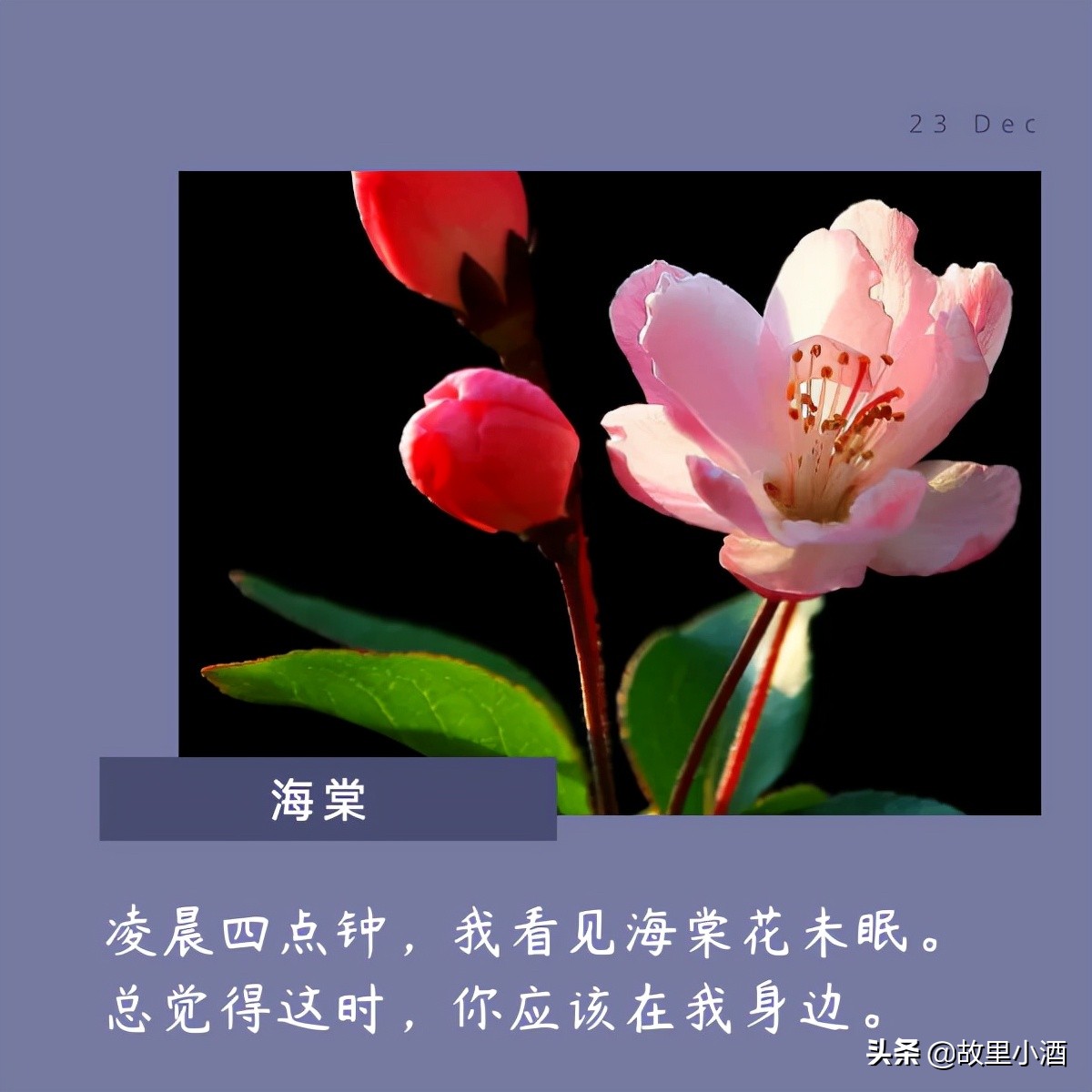 花的句子唯美短句（欣赏花的优美句子）