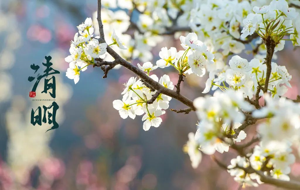 清明节诗句古诗大全（描写清明节的句子佳句）