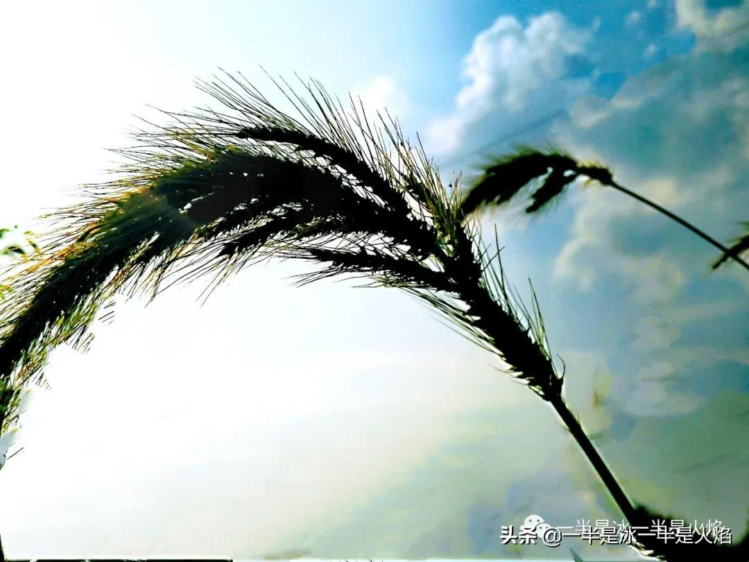 关于散文诗大全（散文诗精选摘抄）
