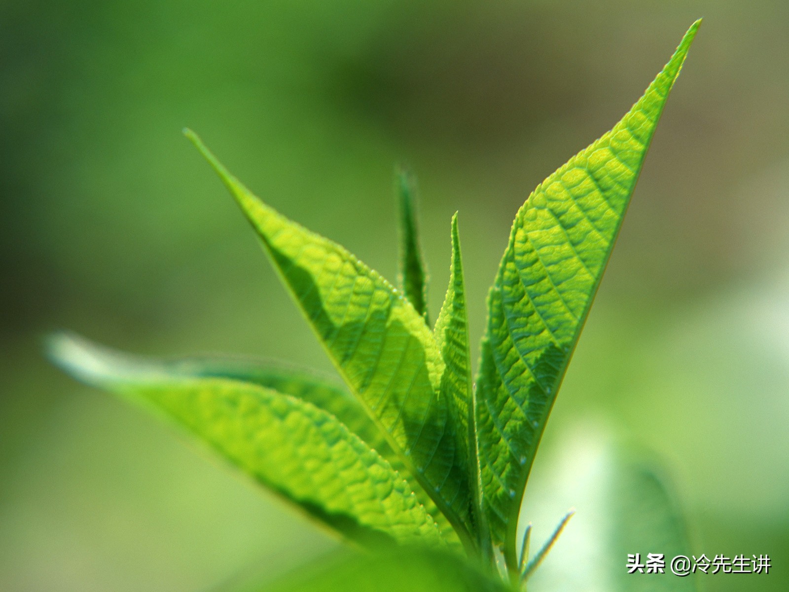 关于植物的成语有哪些（描写植物的短句欣赏）