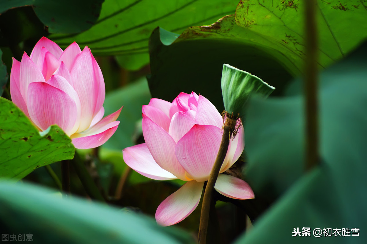 莲花诗句经典语录（关于莲花的诗词欣赏）