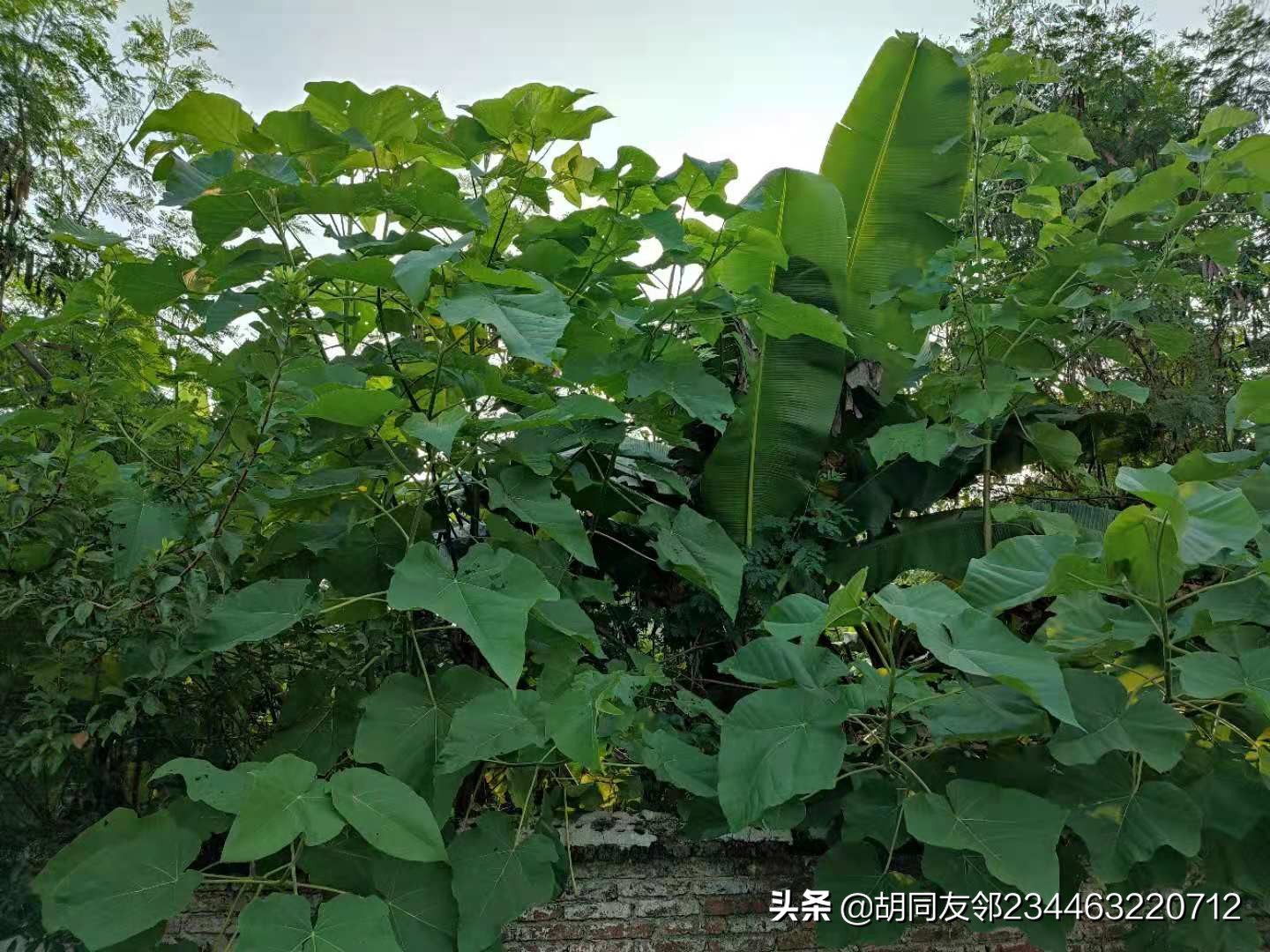 吹毛求疵是什么意思（吹毛求疵的意思解释）