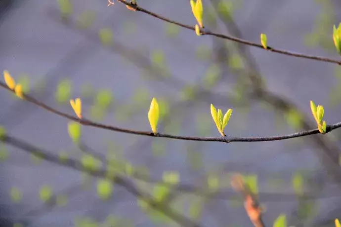 表达心情愉悦的古诗词（形容好心情的诗句分享）