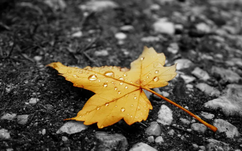 秋雨梧桐叶落时下一句是什么（秋风梧桐叶落时诗句及散文）