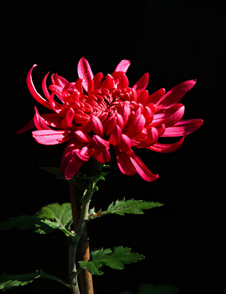描写菊花的优美句子（形容秋天菊花的句子唯美短句）