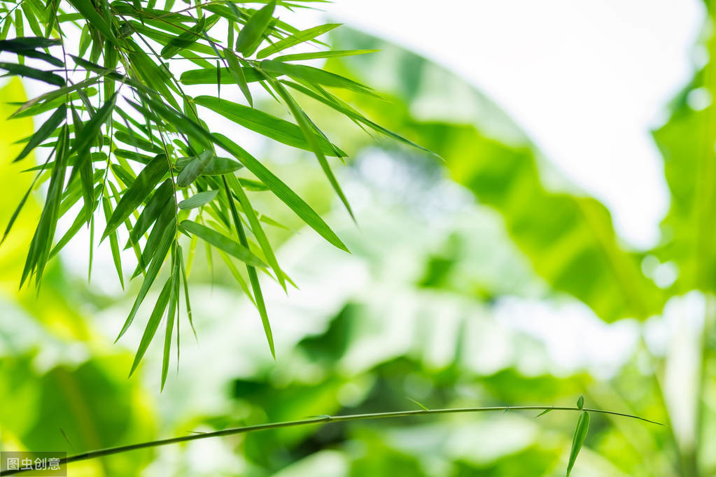 暮春归故山草堂古诗（暮春归故山草堂原文及翻译）