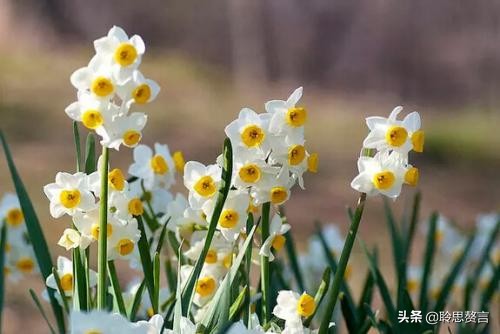 水仙花的诗歌有什么（描写水仙花的古诗）