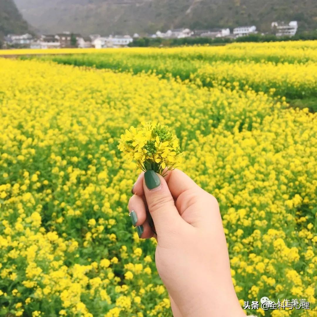 花的句子唯美心情短语（形容春暖花开的优美句子）