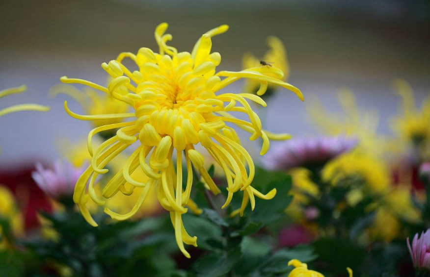 菊花古诗有哪些（赞美菊花的诗句分享）