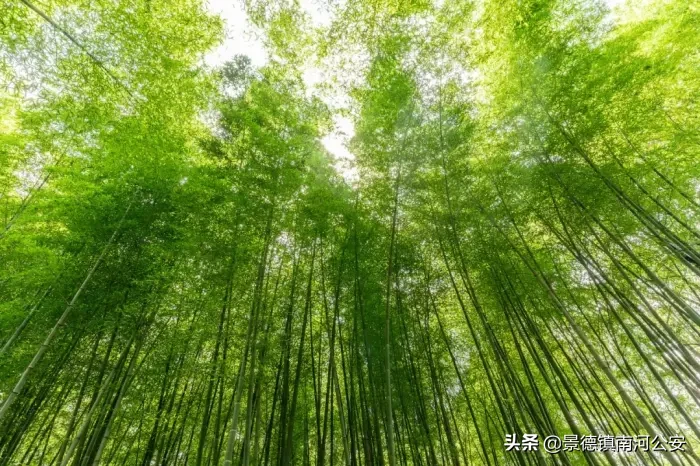 夏天的诗句古诗大全（描写夏天的古诗欣赏）