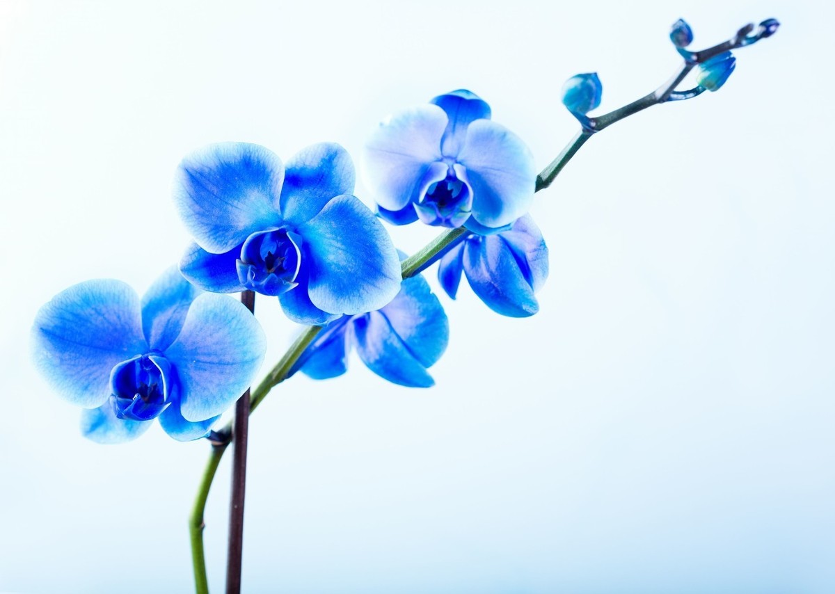 描写兰花清幽高雅的诗句（人品如兰的唯美句子）