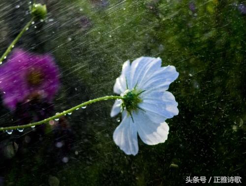 夜吟应觉月光寒的意思（无题原文诗词赏析）