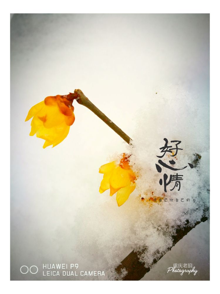 国殇原文及翻译赏析（国殇屈原翻译及赏析）