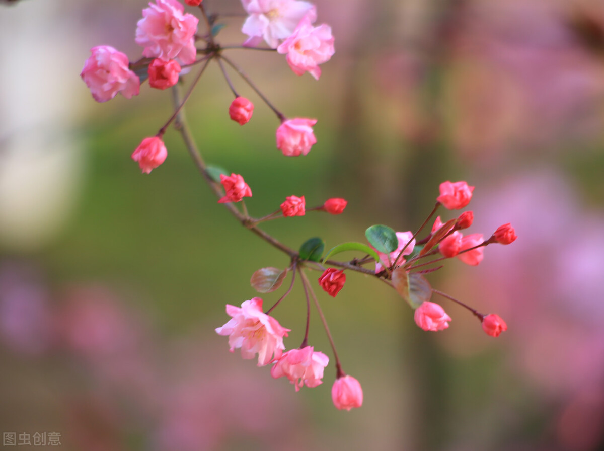 写春天的句子短句（描写春天景色的佳句）