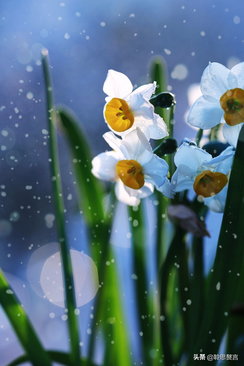 水仙花的诗歌有什么（描写水仙花的古诗）