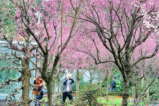 咏梅诗词精选赏析（著名梅花诗词赏析）