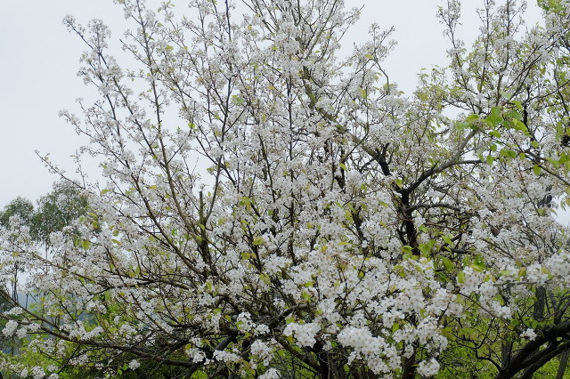 东栏梨花原文是什么（东栏梨花这首诗的赏析）