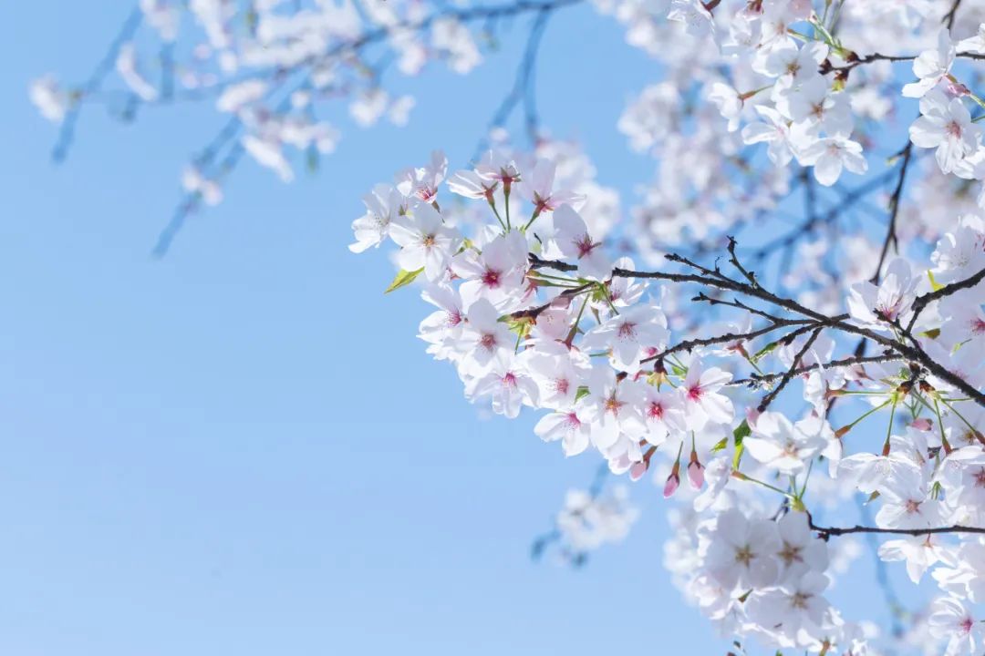 春分节气古诗欣赏（赞美春分的古诗赏析）