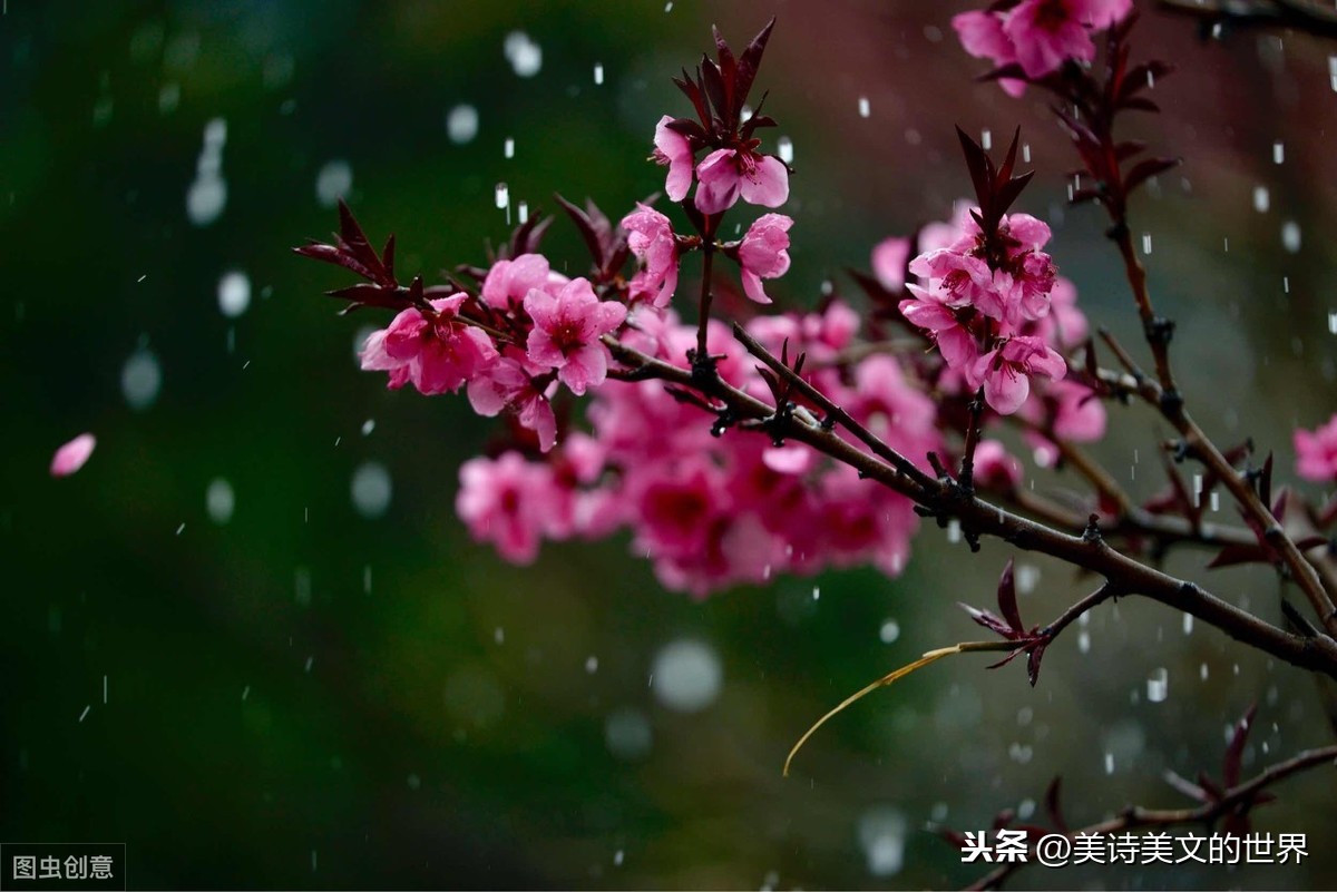 牧童遥指杏花村（关于牧童的古诗六首）