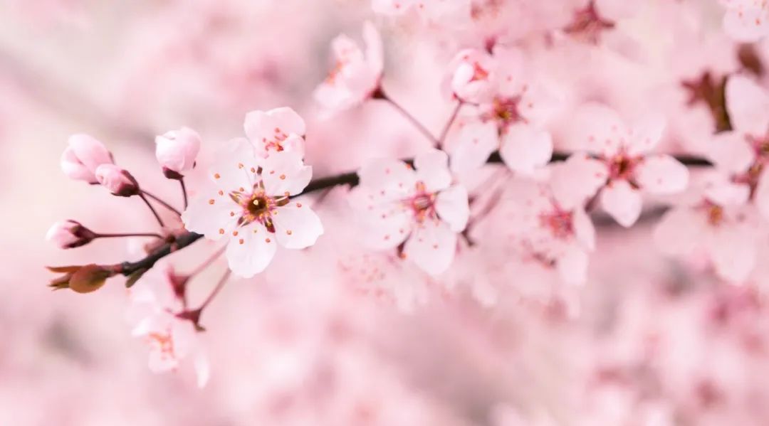 关于春花的诗句有哪些（赞美花的优美诗句）