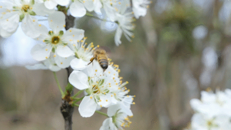 春风诗句古诗大全（春风十里经典诗句）