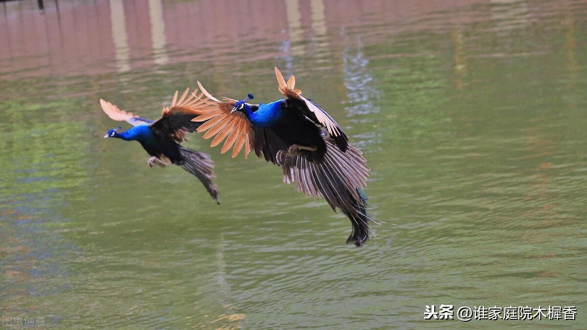 焦仲卿是一个怎样的人（焦仲卿和刘兰芝的故事）