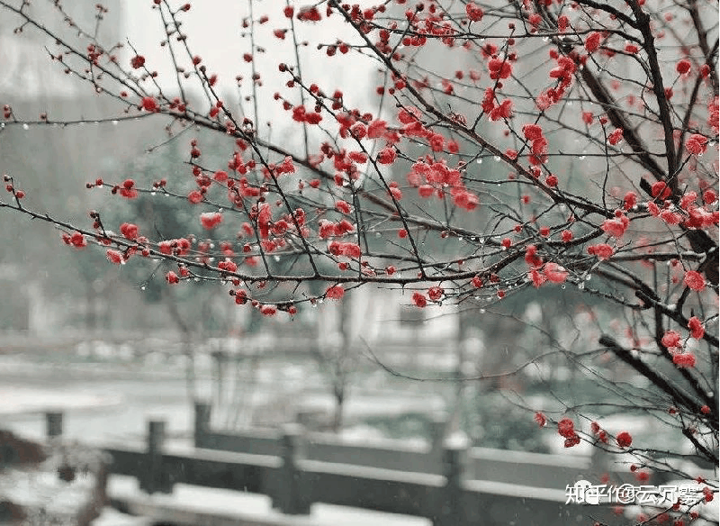 描写梅花的句子有什么（赞美梅花的名言名句）