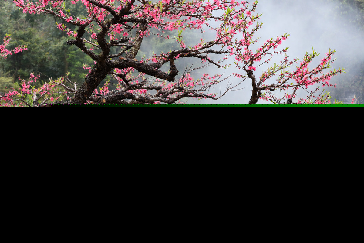 莺啼山客犹眠原文（花落家童未扫全诗翻译及赏析）