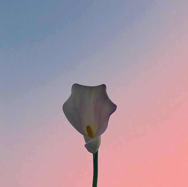 七夕情话句子说说（简短最浪漫的表白文案短句）