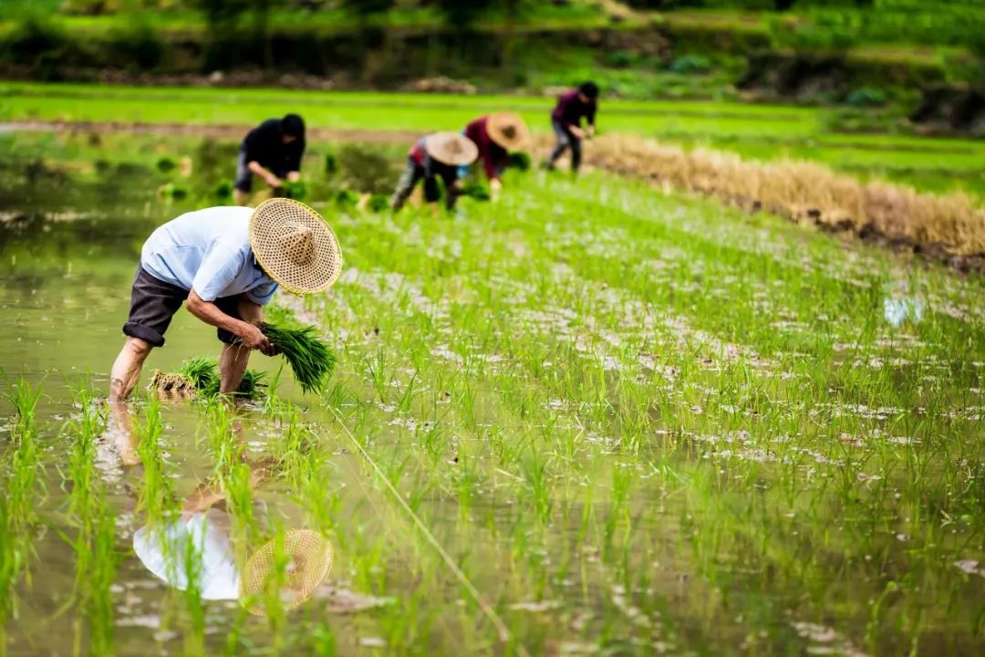 谷雨时节的诗有哪些（关于谷雨的诗句古诗）