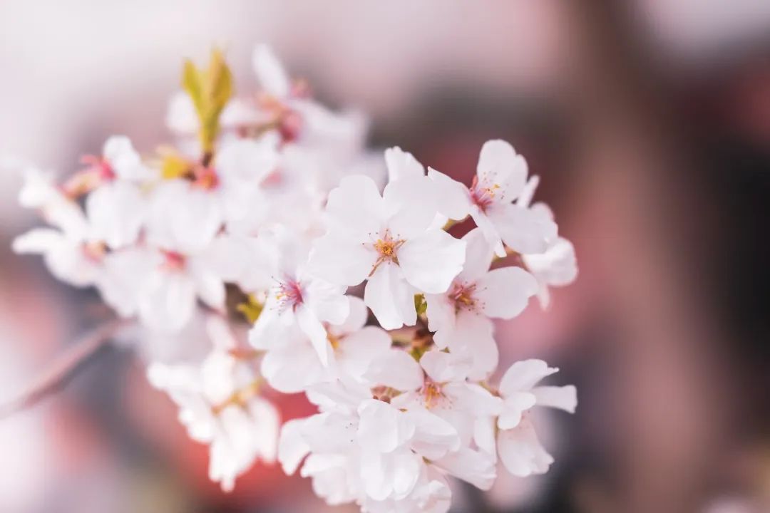 关于春花的诗句有哪些（赞美花的优美诗句）