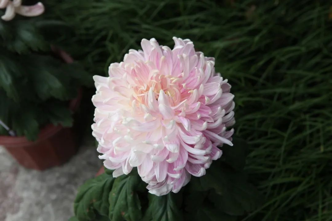 菊花的诗句古诗赏析（赞美菊花的诗句鉴赏）