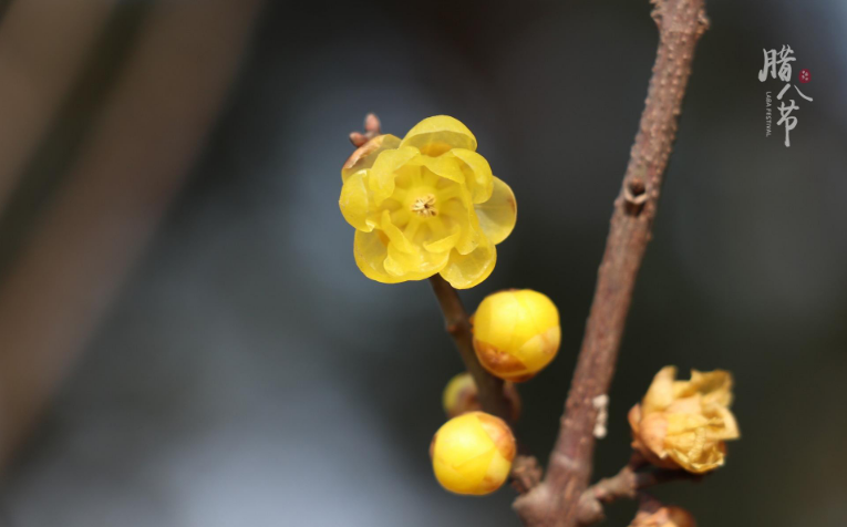 腊八节诗句有些什么（描写腊八节的诗词赏析）