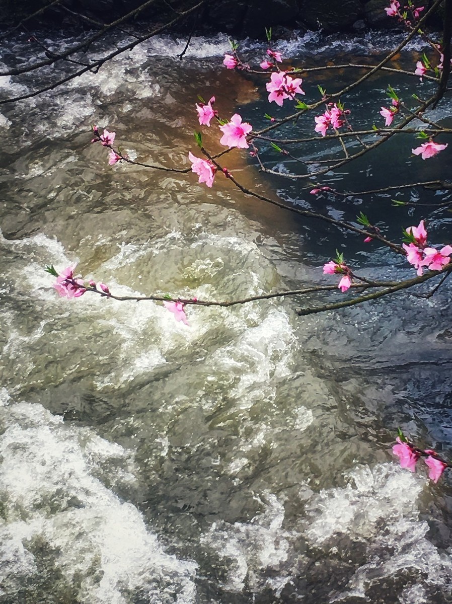三月桃花的唯美诗句（描写桃花的诗鉴赏）