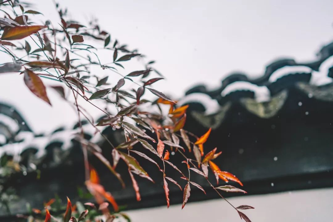描写美丽雪景的诗句有哪些（赞美雪的诗句唯美）