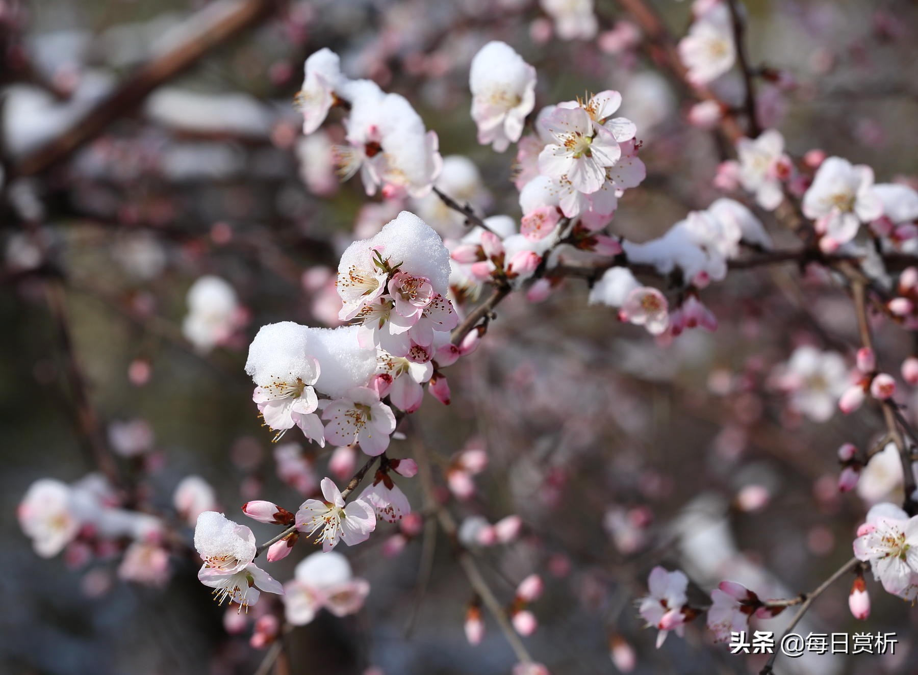 形容三月下雪的句子（三月下雪的心情感慨）