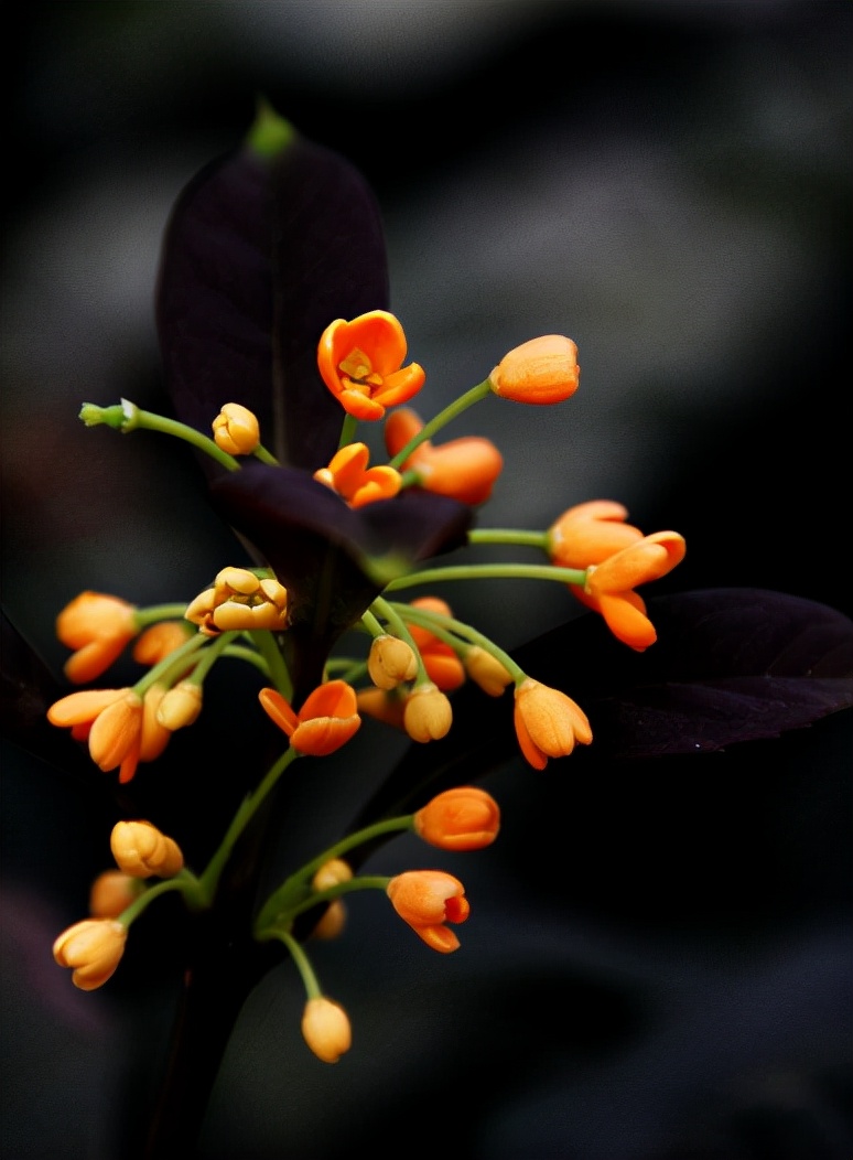 关于桂花的诗句（八月桂花香经典诗句）