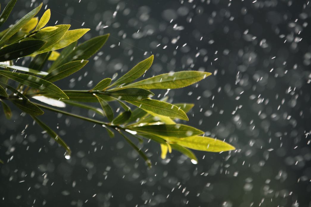 雨开头的诗句有哪些（关于雨的唯美句子简短）