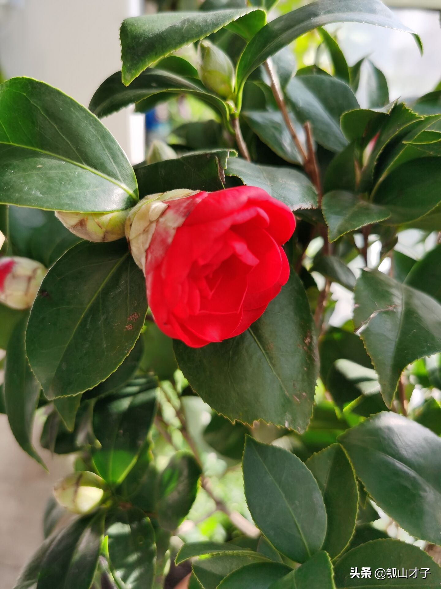 新年藏头诗有什么（新年祝福藏头诗赏析）