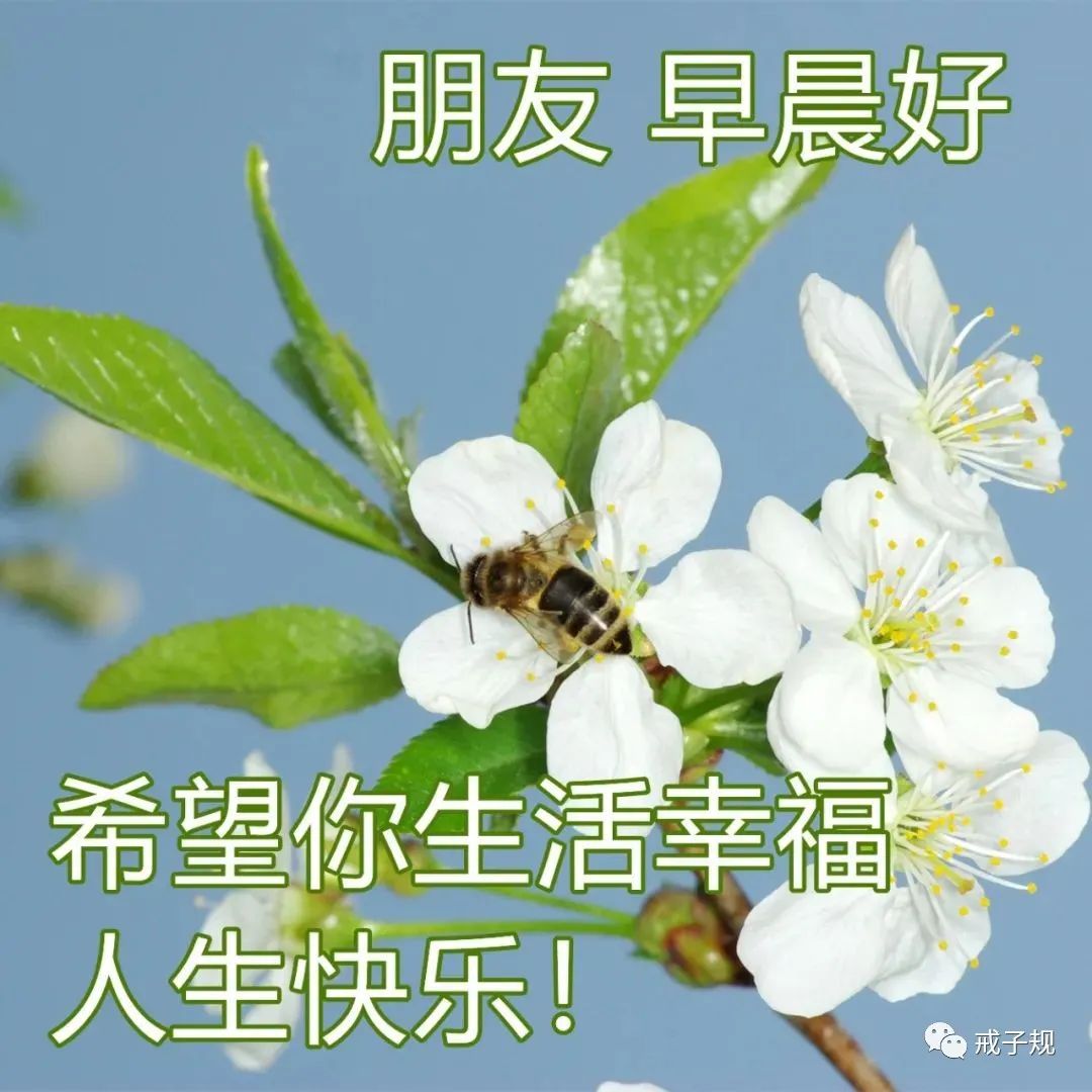 早上好的句子短句唯美（积极向上阳光励志短语）