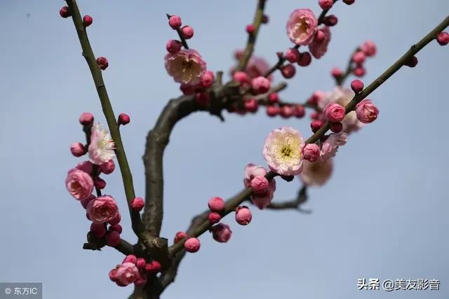 咏梅诗词精选赏析（著名梅花诗词赏析）