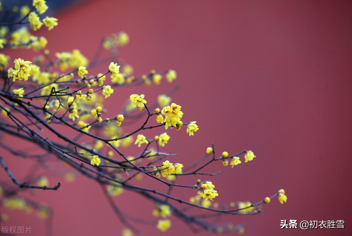 腊梅诗句经典名句（赞美梅花的优美句子）
