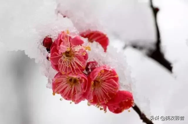 咏梅诗词精选赏析（著名梅花诗词赏析）