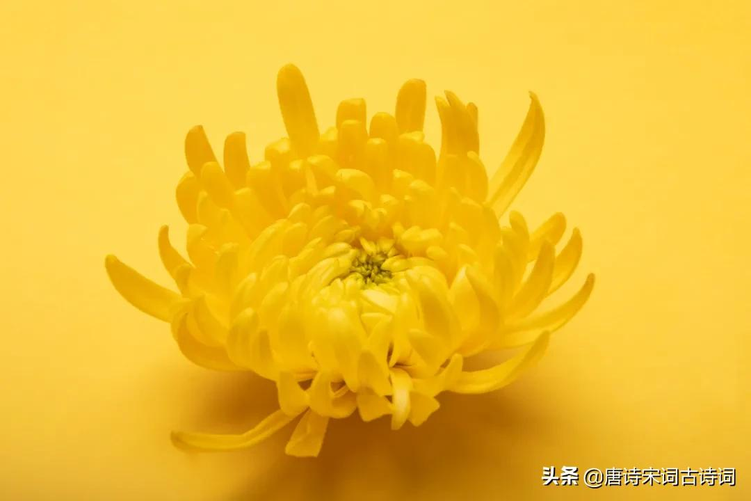 描写菊花的句子和段落（菊花好句摘抄大全）
