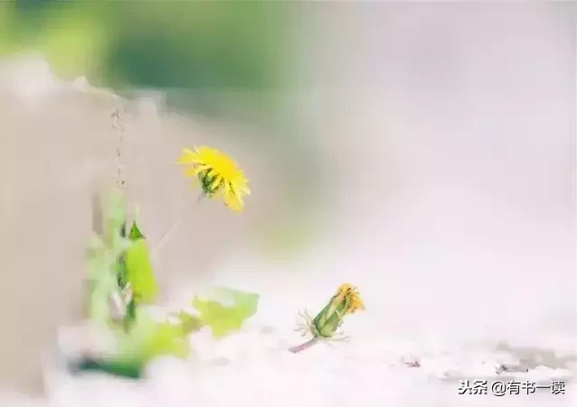 席慕蓉十首经典诗词（现代诗席慕容最经典）
